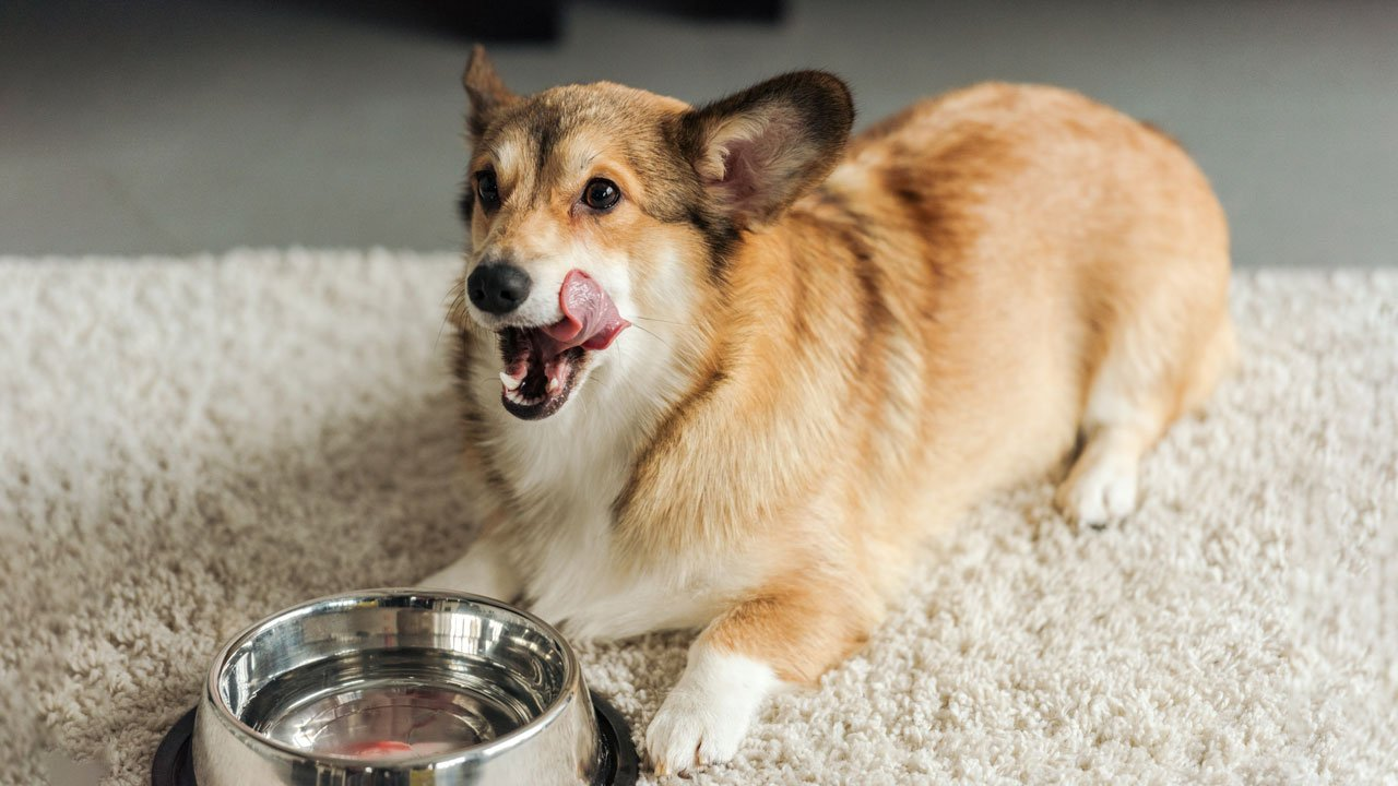 Durable and stylish dog food bowls, including non-slip and slow feeder designs