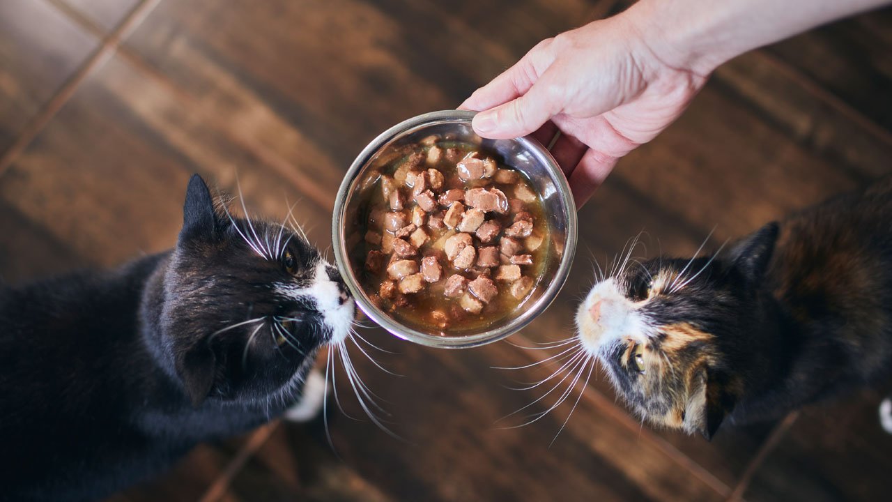 Cat Bowls