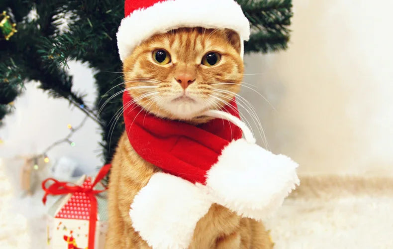 Santa Hat for Pets – Adorable Holiday Costume