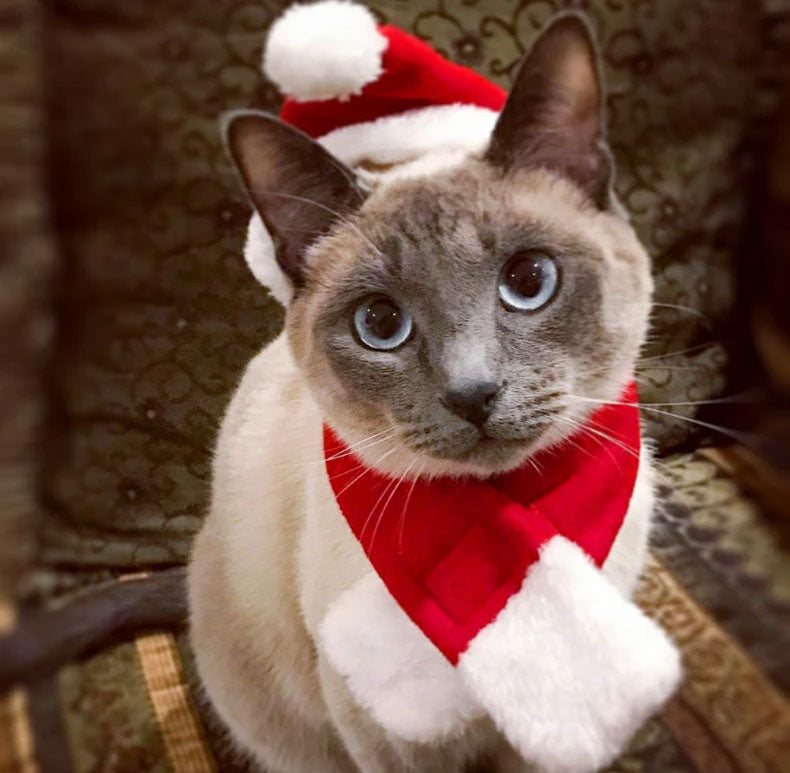 Santa Hat for Pets – Adorable Holiday Costume